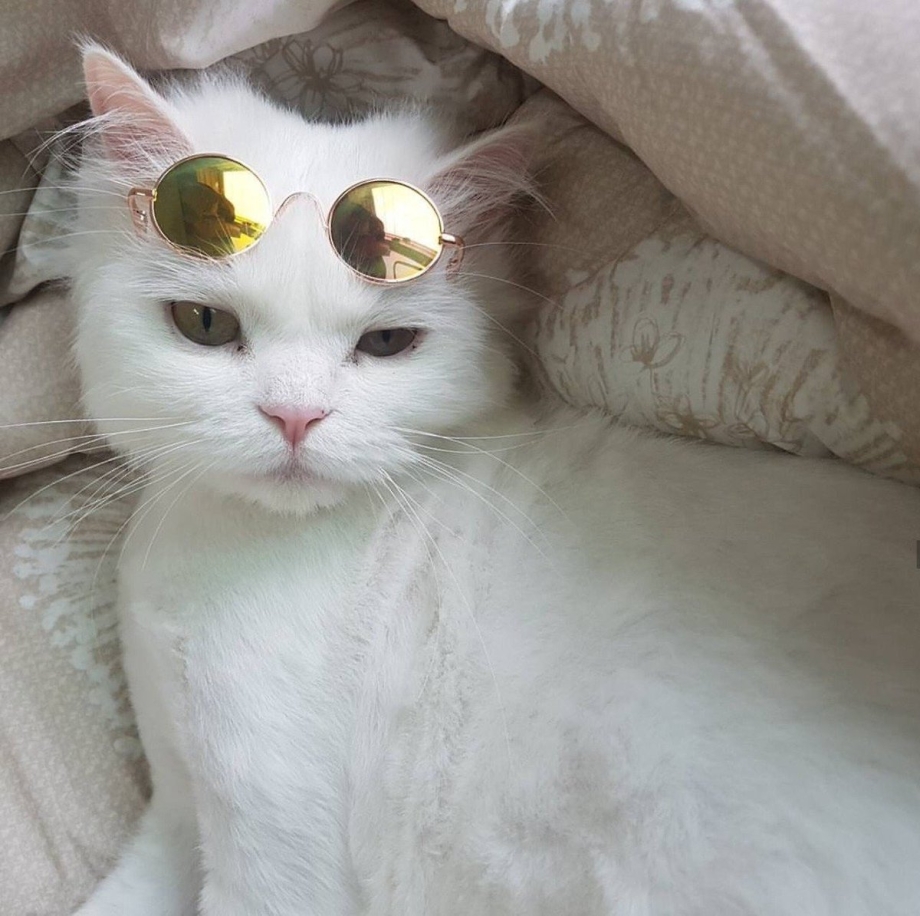 Милые котики