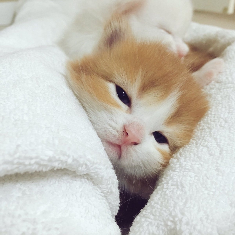 Милые котики сохры