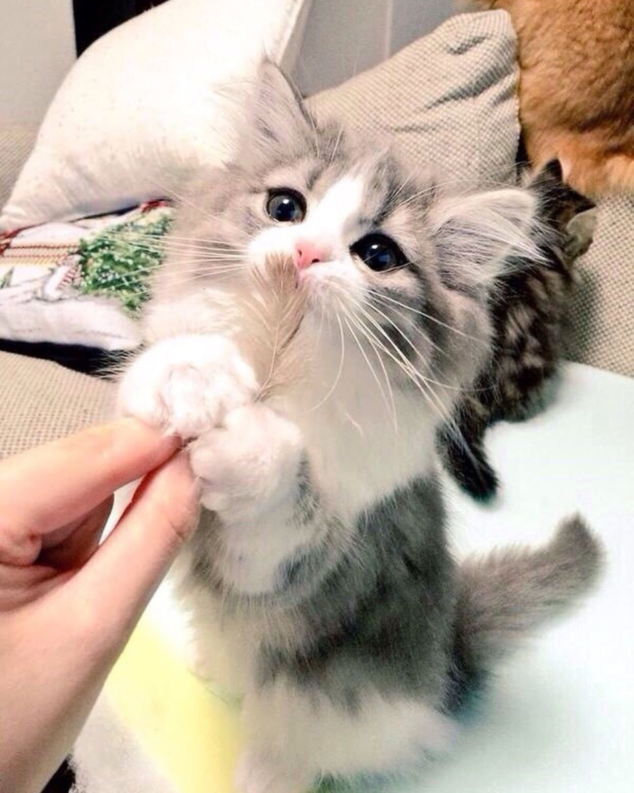 Сохры котят