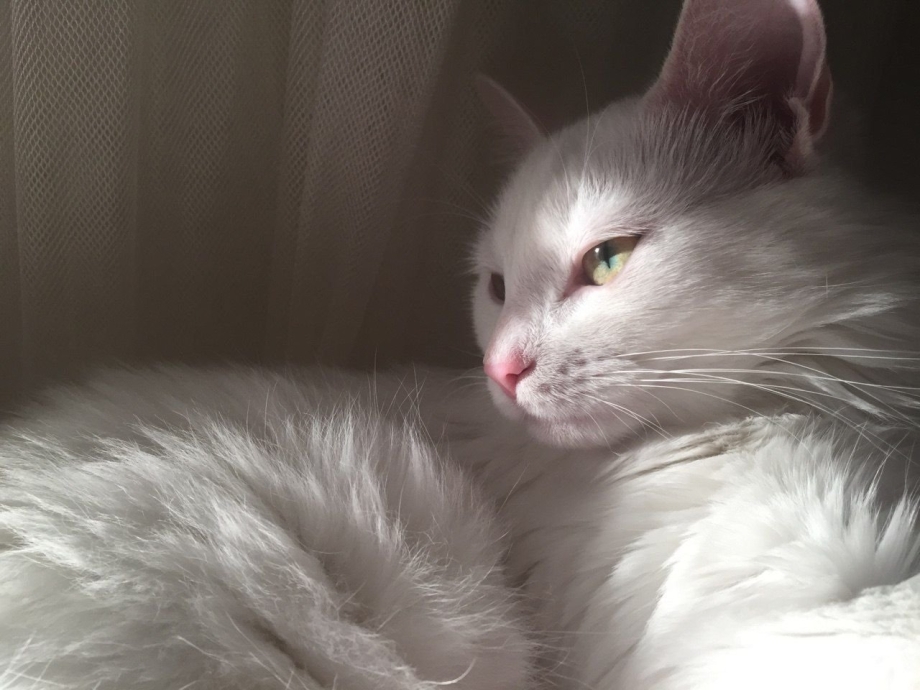 Эстетика кошек