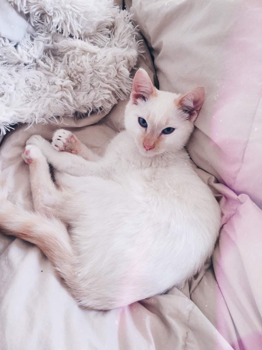 Милые котики Эстетика