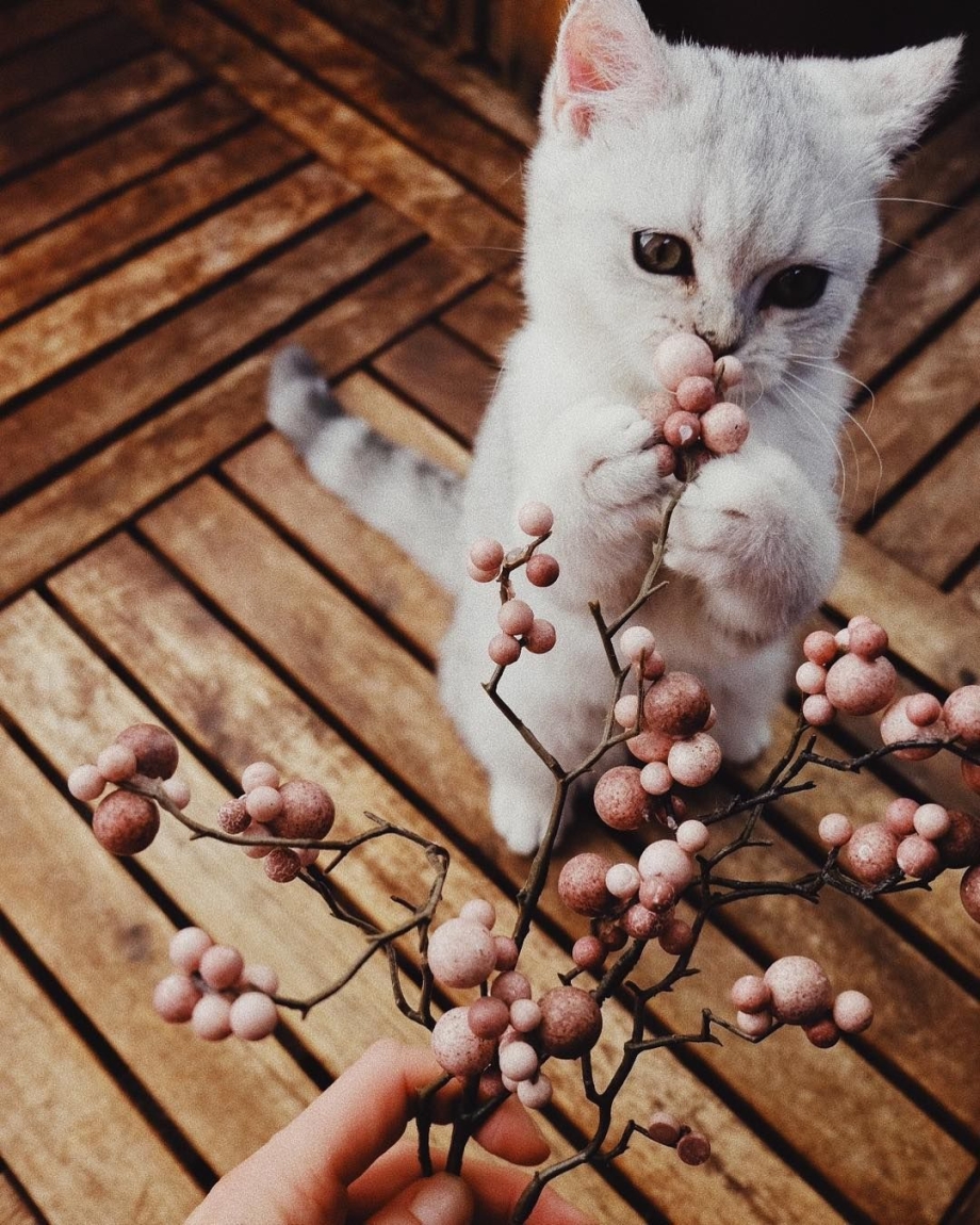 Вдохновение кошка