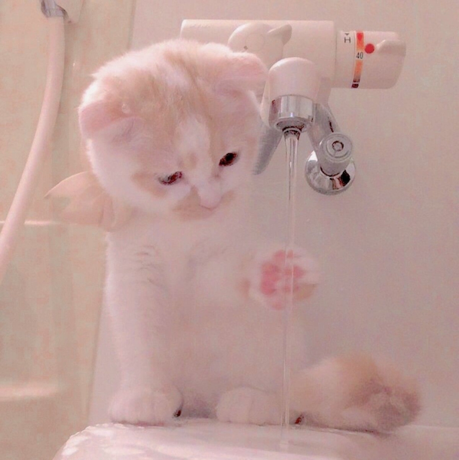 Милые котики Эстетика
