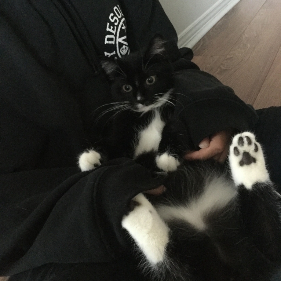 Котики Эстетика