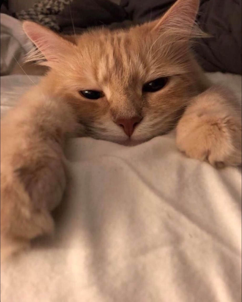 Милый котик Эстетика