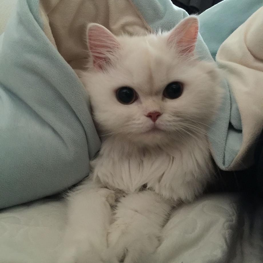 Милый котик Эстетика