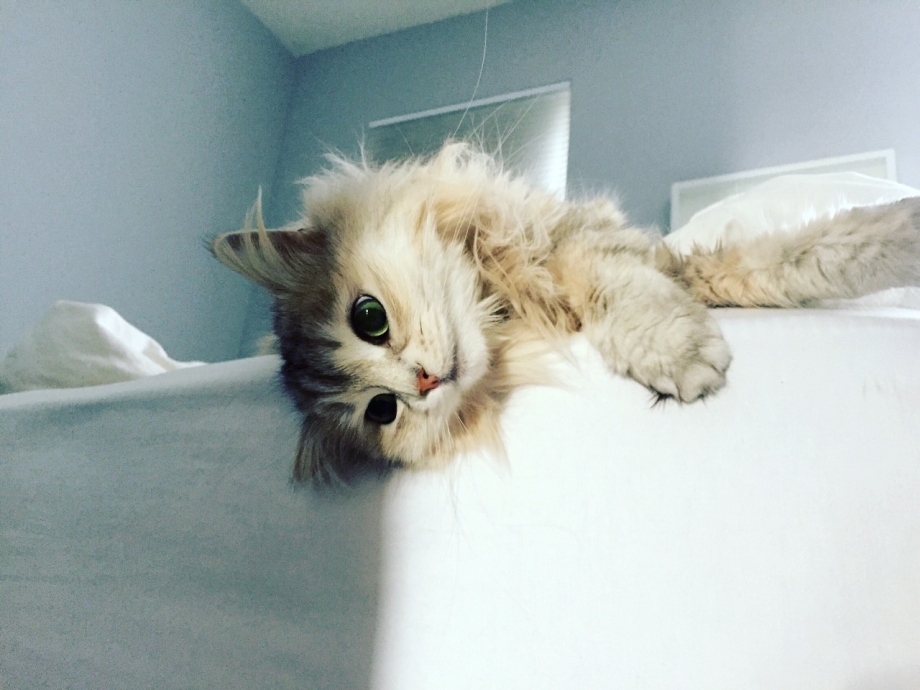 Супер милый котик