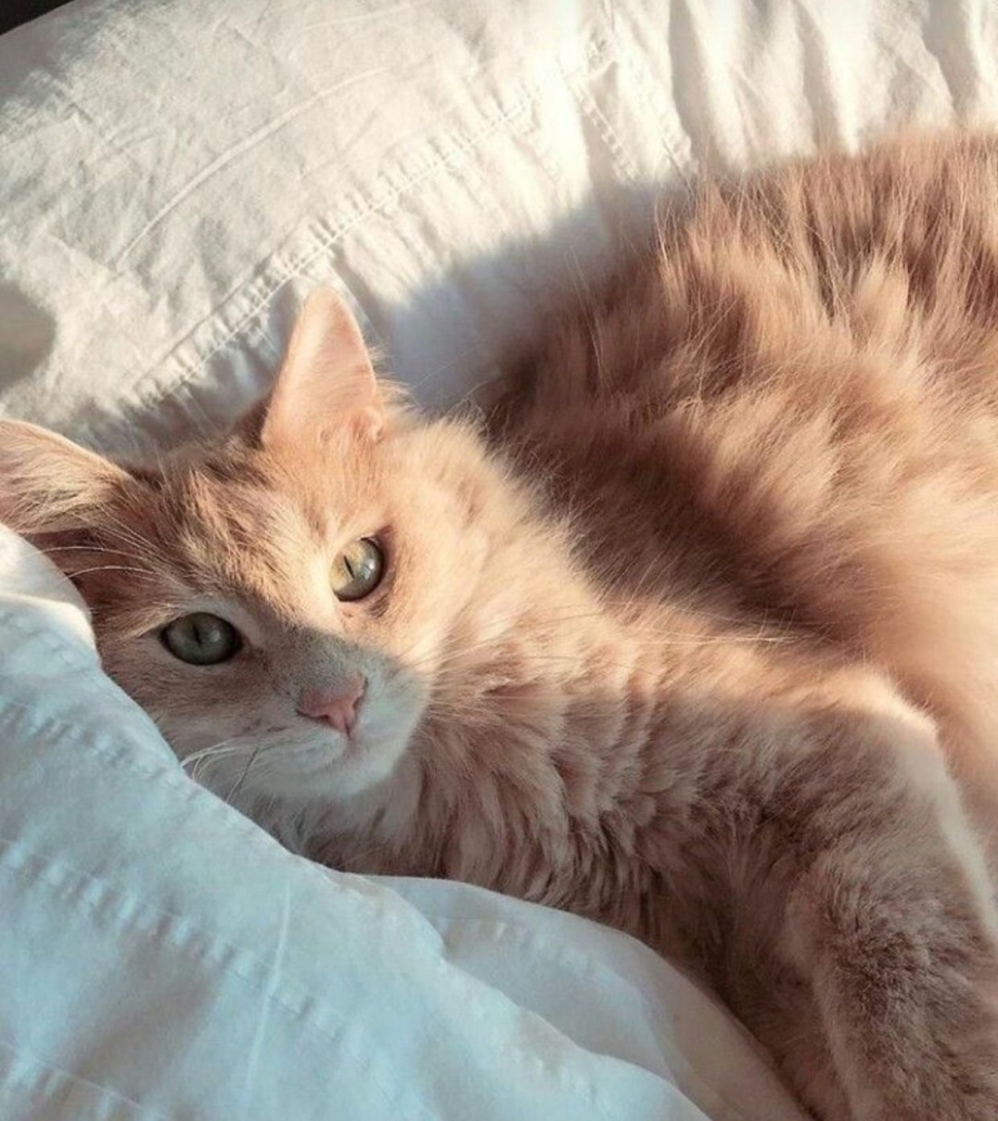 Бежевая кошка