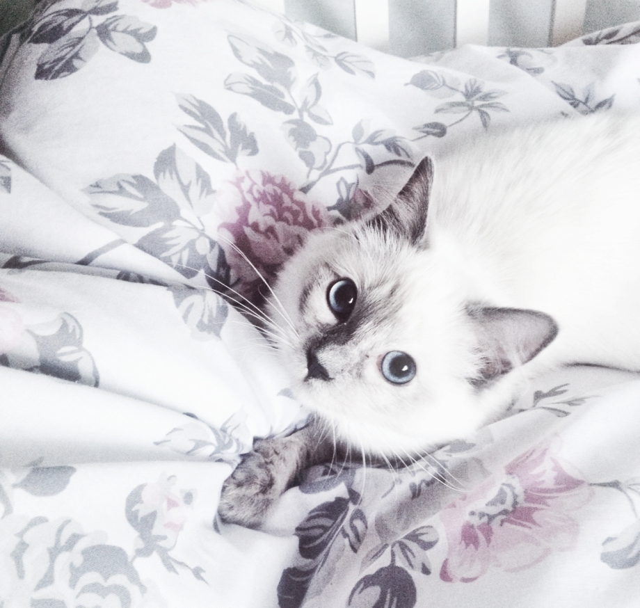 Милые коты Эстетика