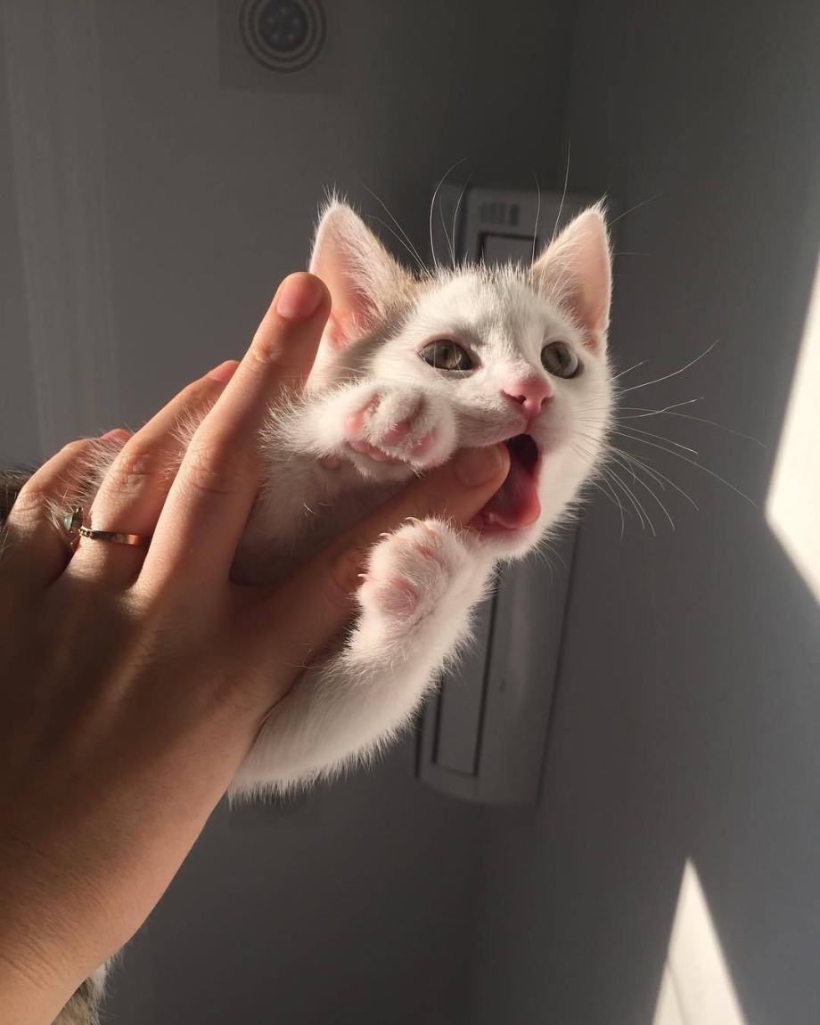 Сохры котики
