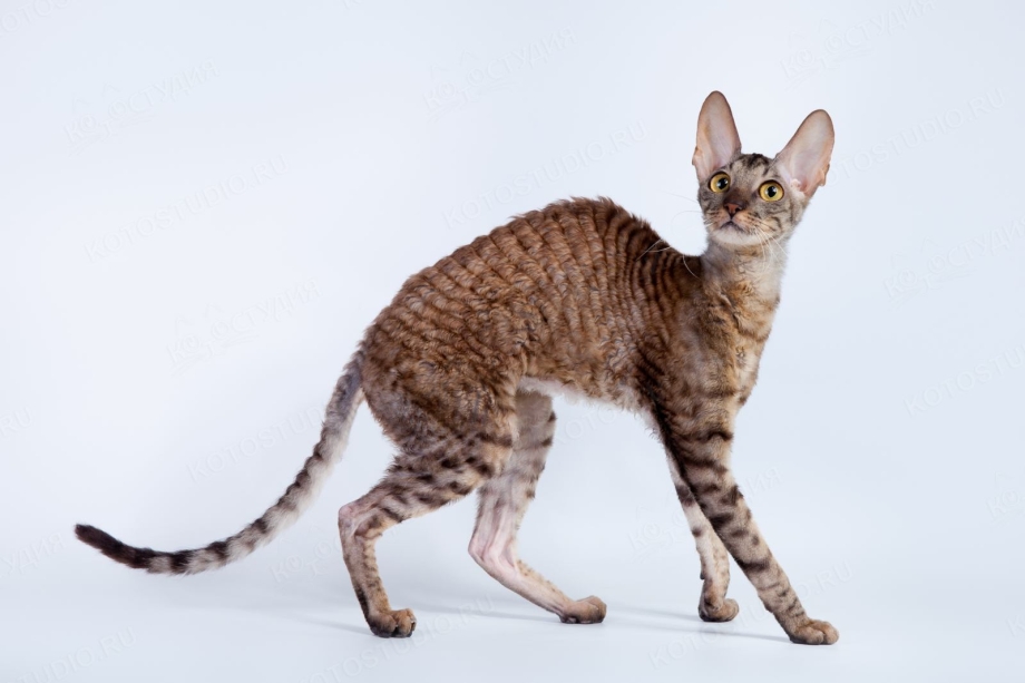 Корниш рекс