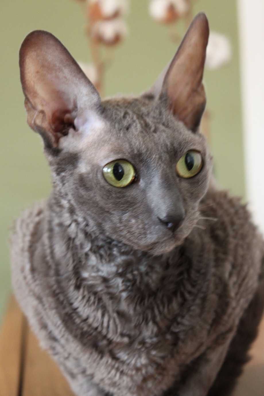 Корни Шрек