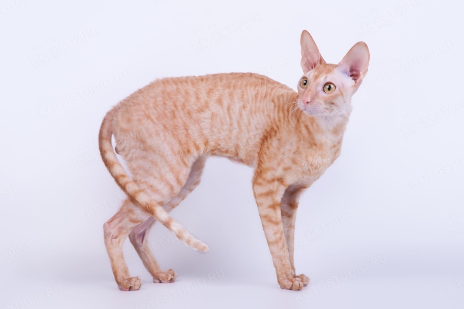 Корниш рекс кошка