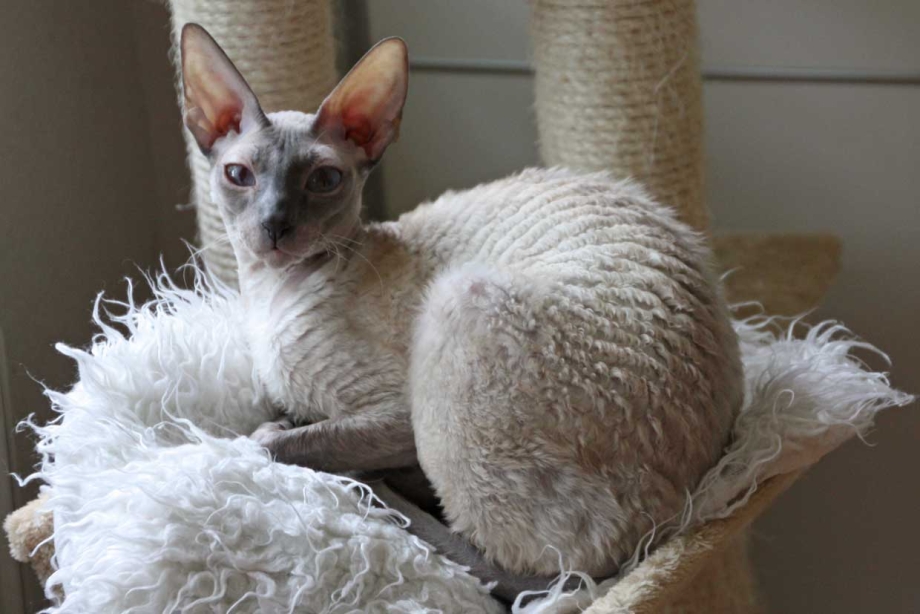 Корниш рекс кошка