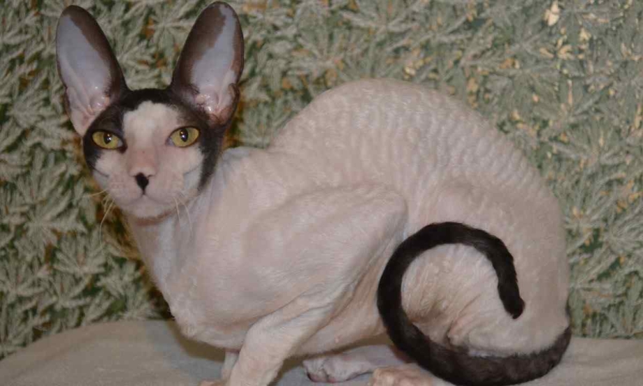 Королевская кошка конишекс