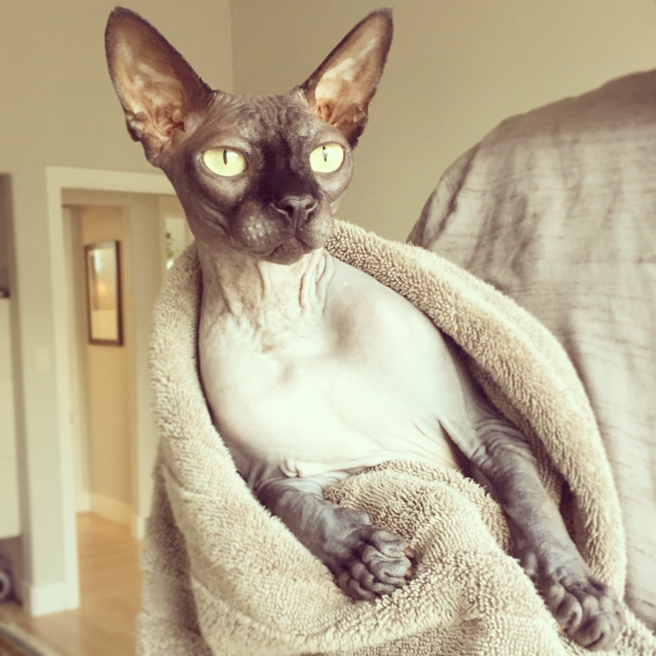 Кошка похожая на левретку