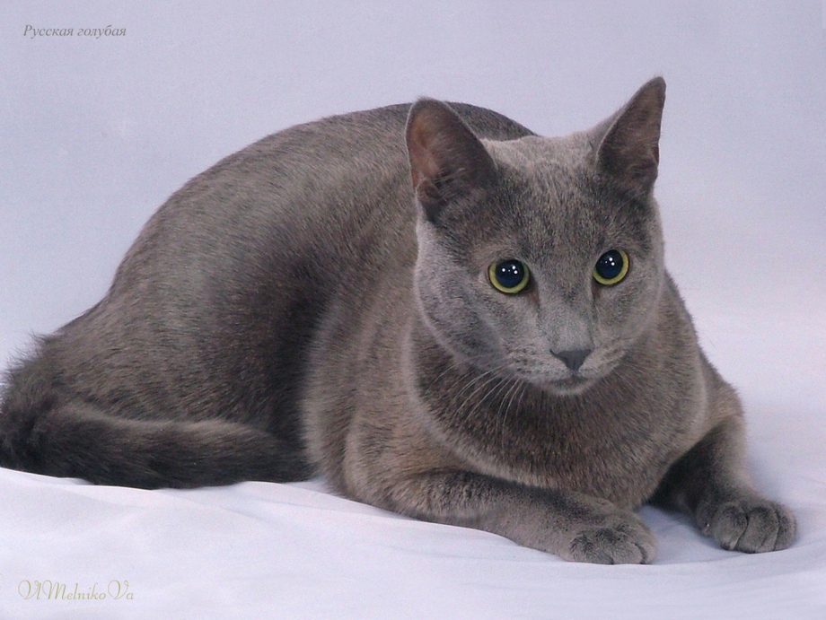Русская голубая кошка с британцем
