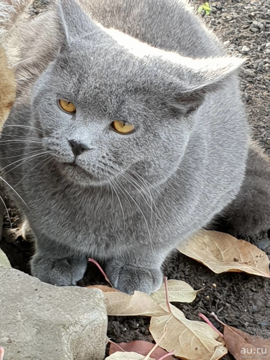 Британский кот дымчатый