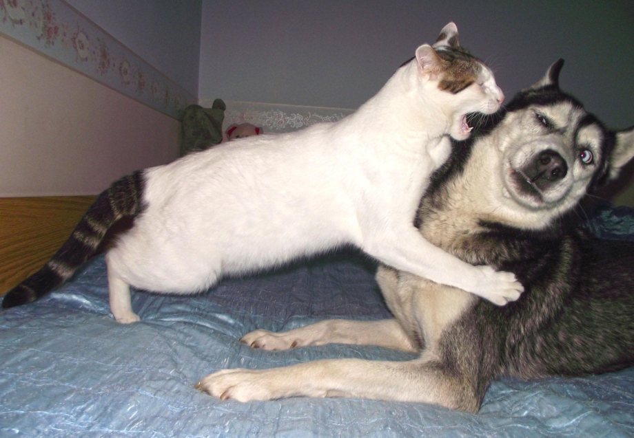 Угарные коты и собаки