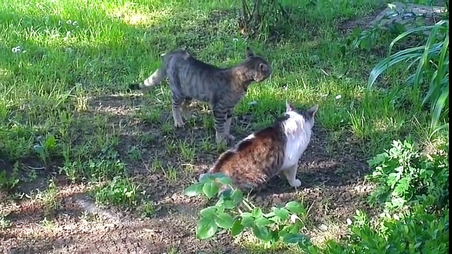 Кот против кота