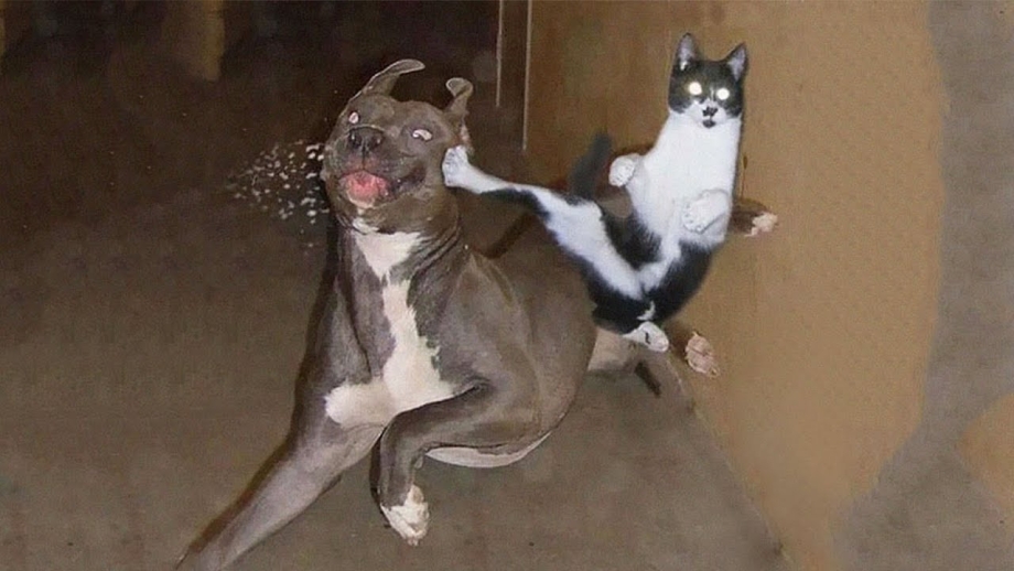 Котэ каратэ