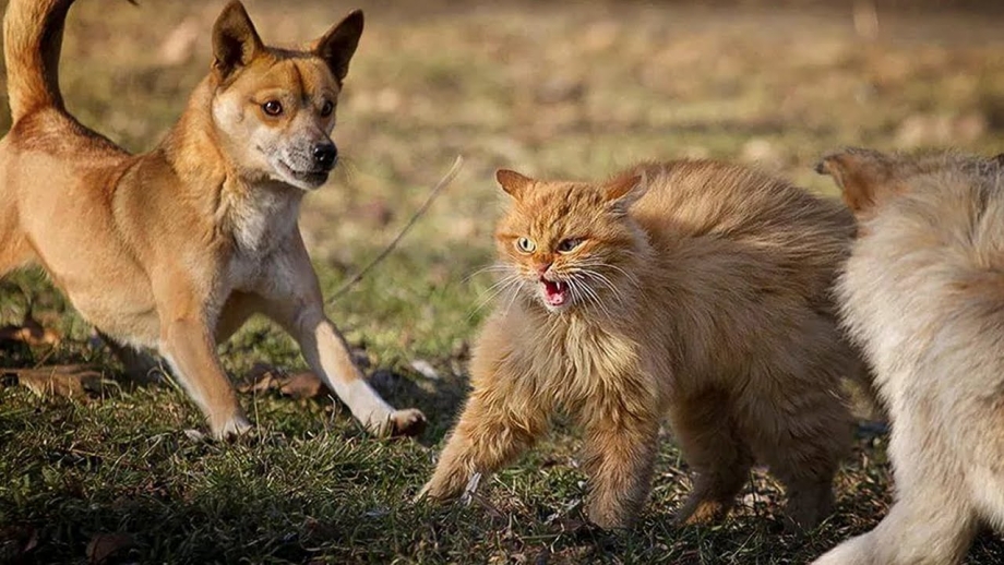Смелая кошка