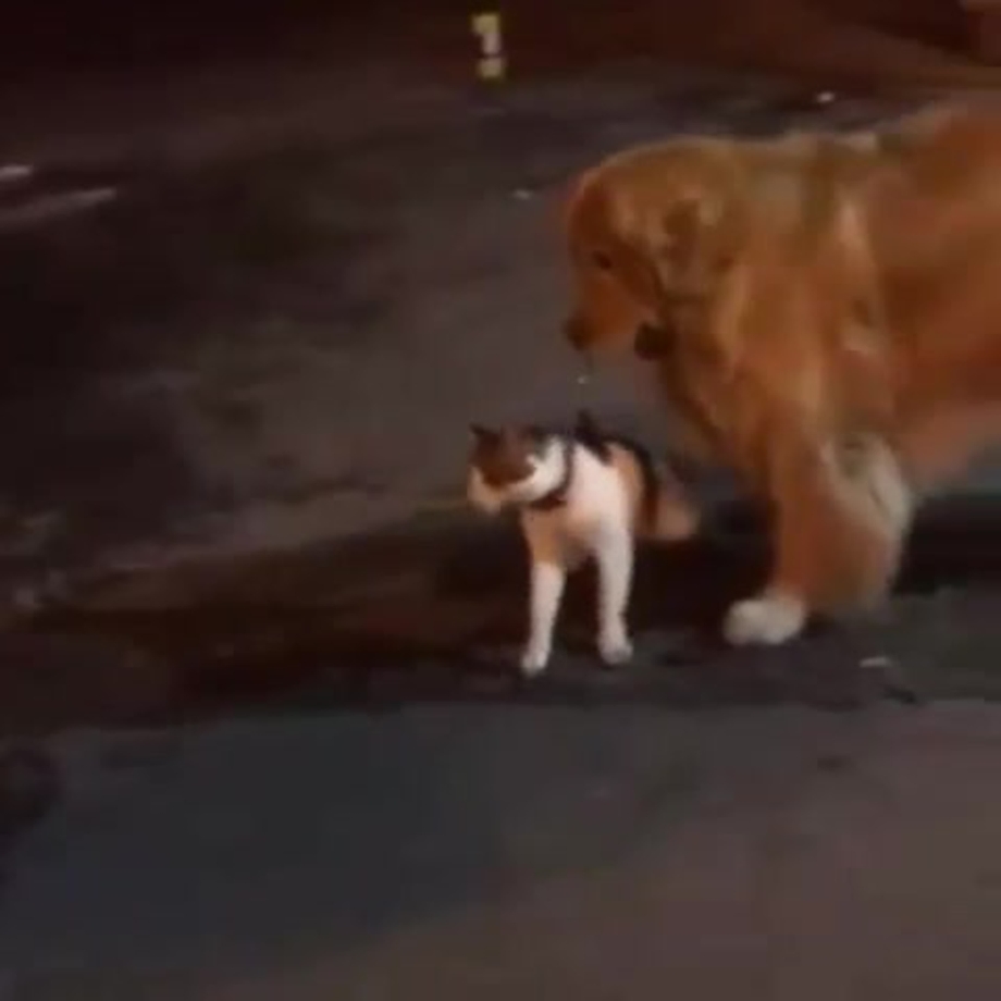 Собаки разняли кошек видео