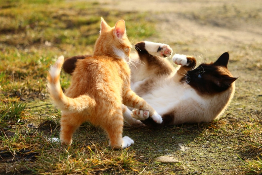 Рыжий кот и кошка
