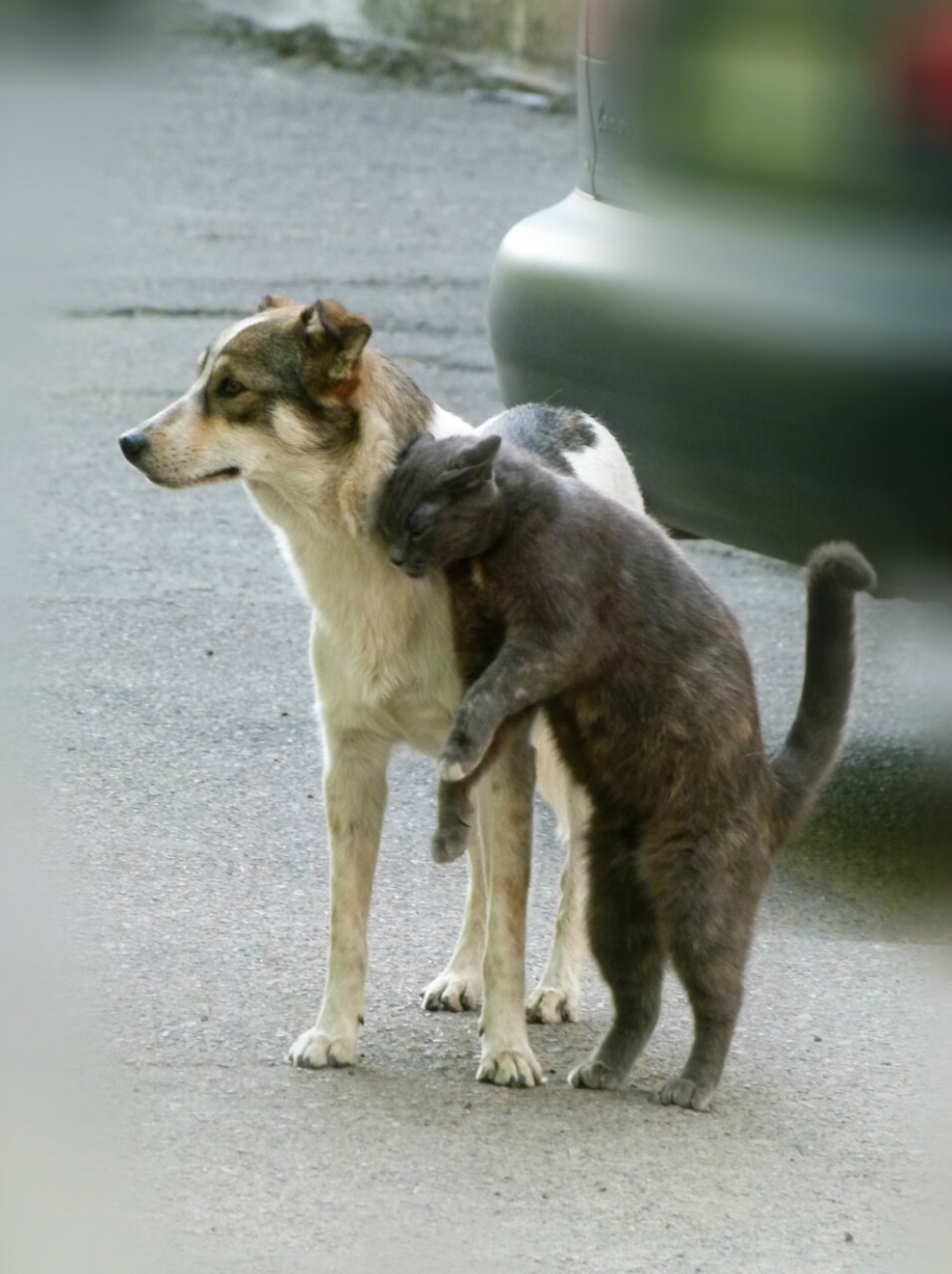 Собака защищает кошку