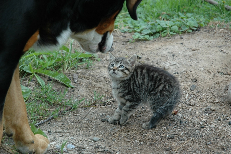 Котенок нападает