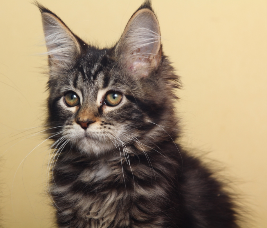 Кошка Мейн кун с котятами
