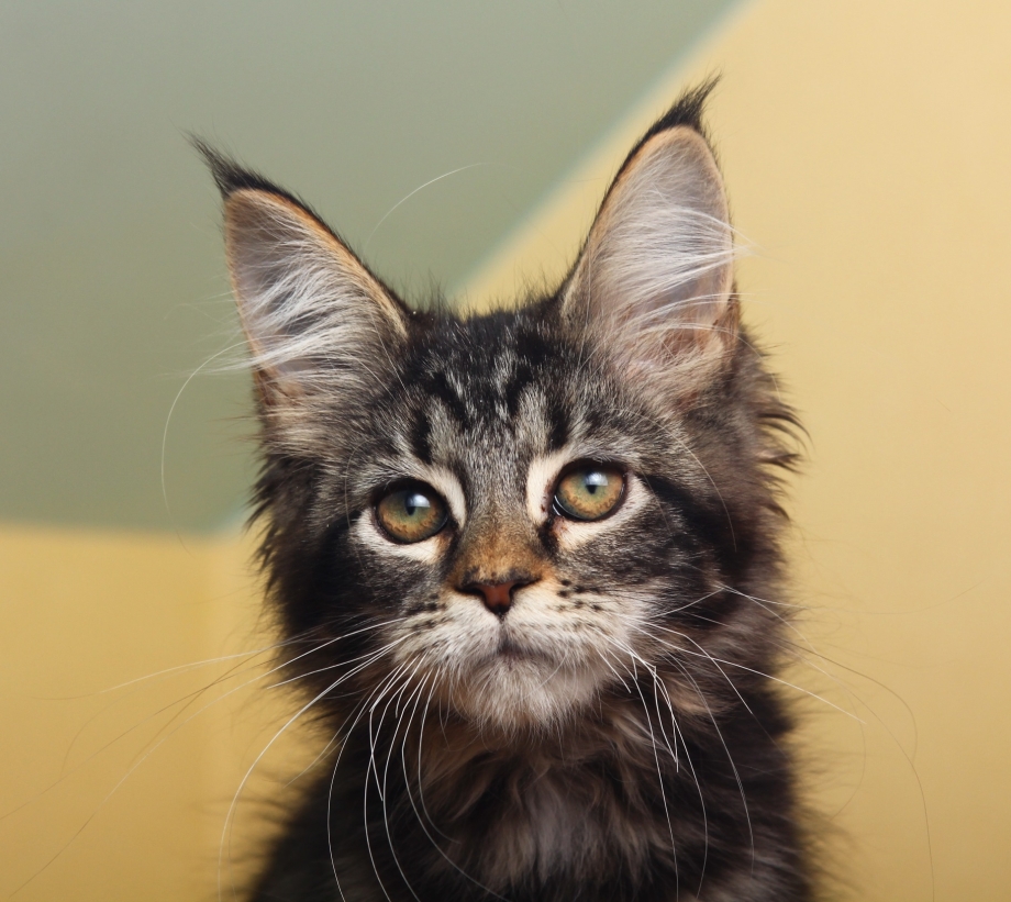 Коты Мейн куны