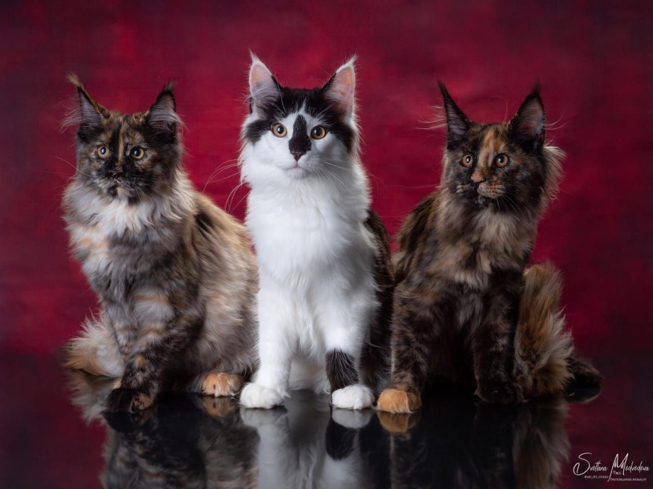 Мэйн кошка Мейн кун