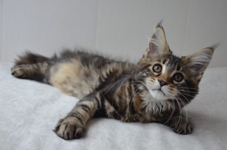 Кошка Мейн кун с котятами
