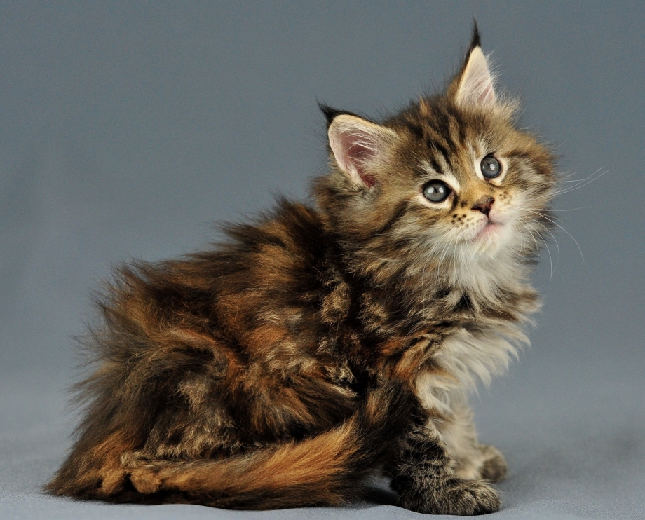 Кошка Мейн кун с котятами