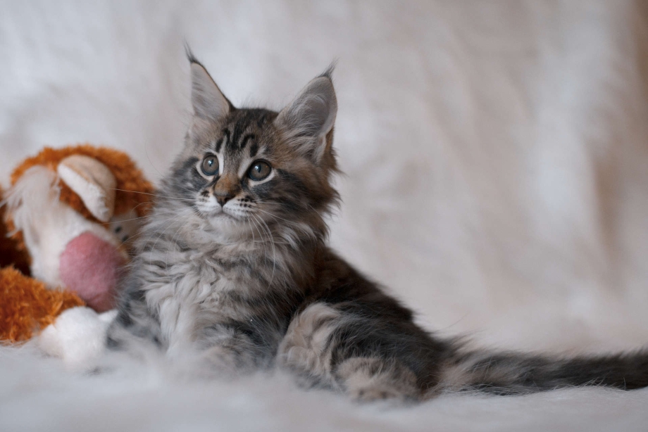 Коты Мейн куны
