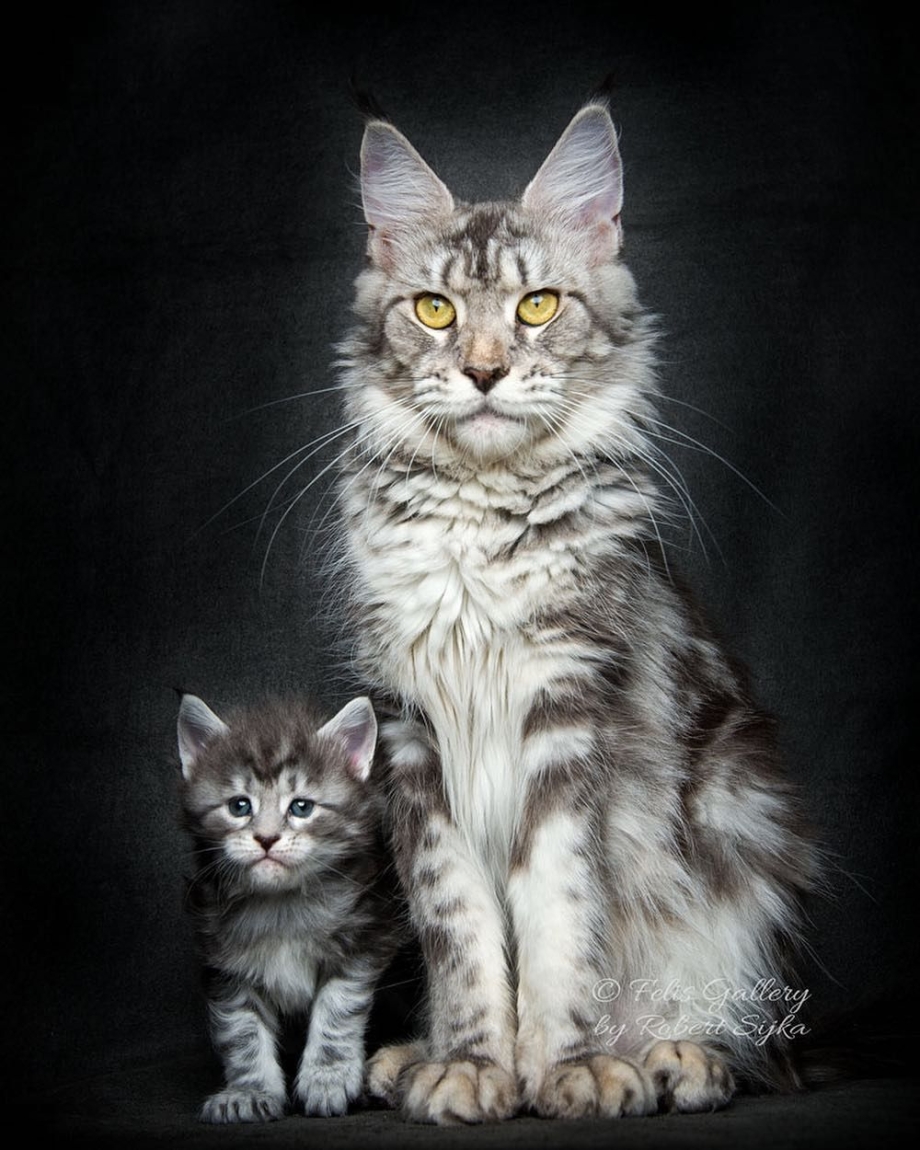 Котята породы Мейн кун