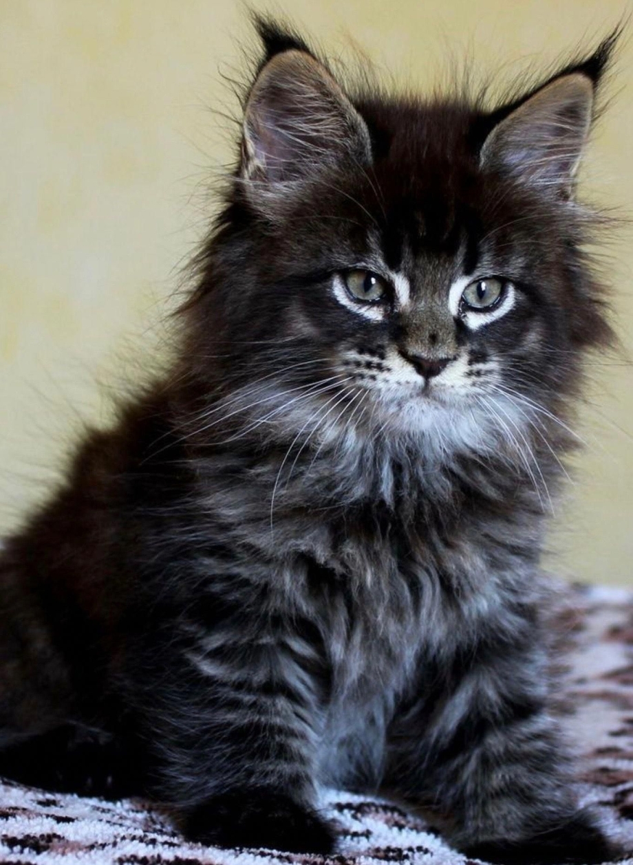 Котята породы Мейн кун