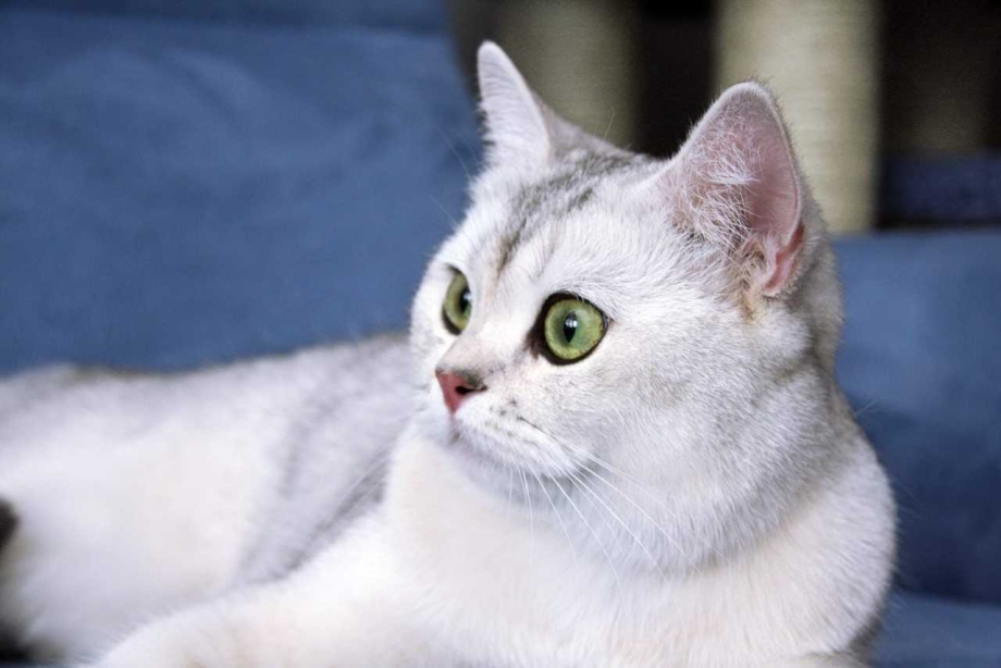 Серебристая шиншилла кошка
