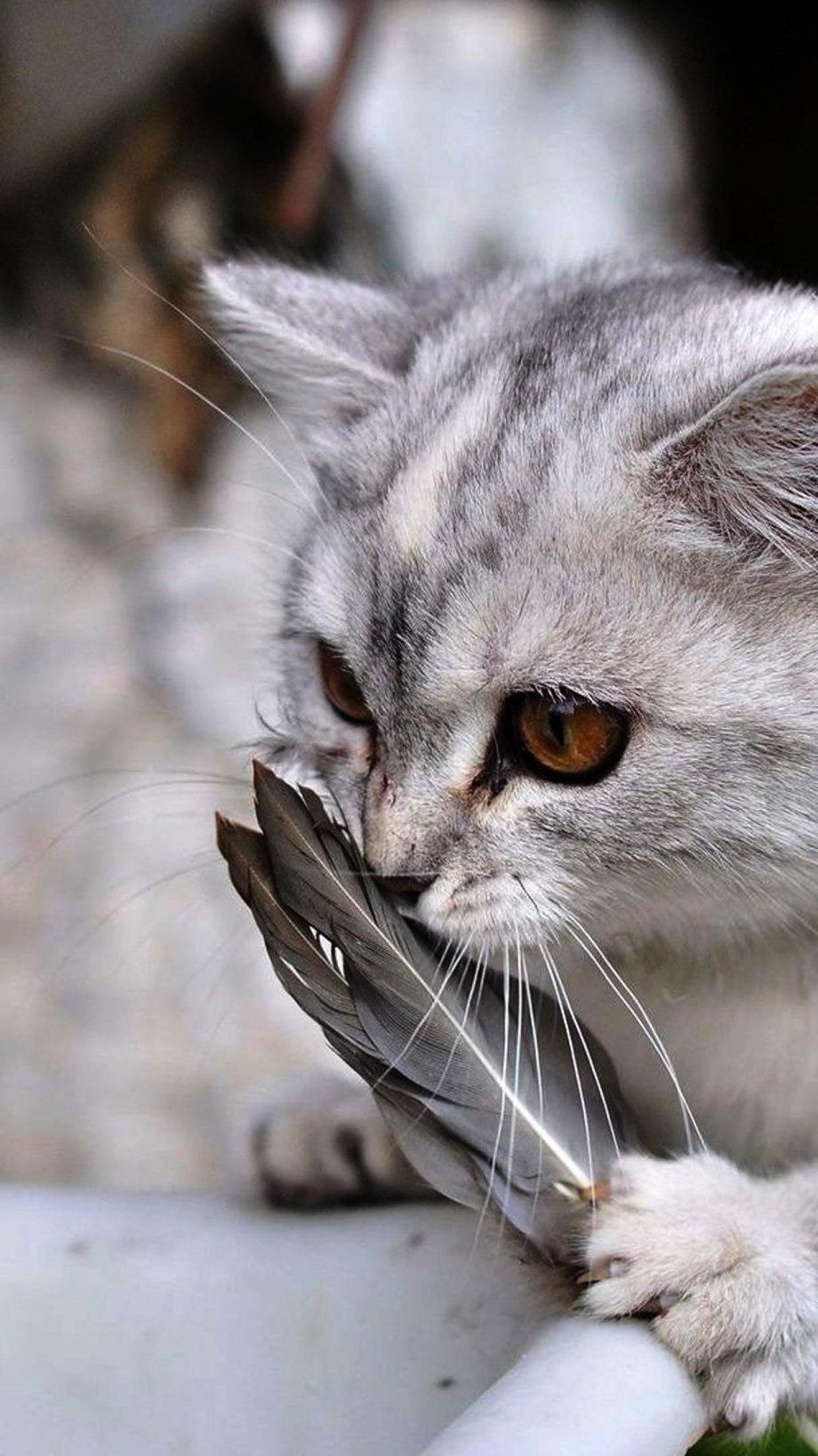 Серебряная кошка