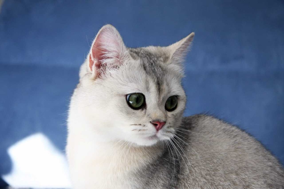 Британская шиншилла затушеванная