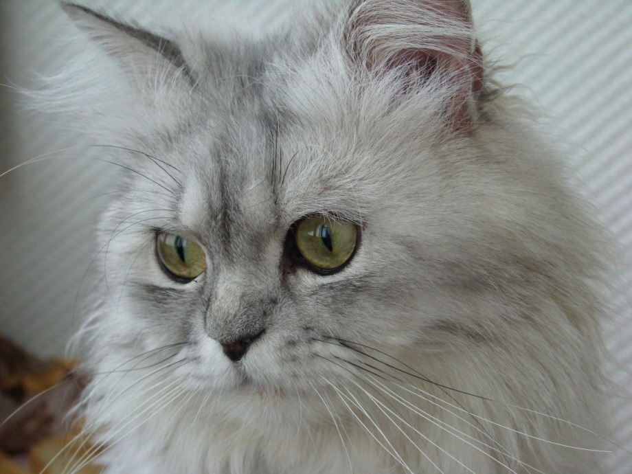 Сибирская шиншилла Персидская