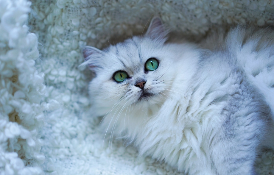 Персидская шиншилла