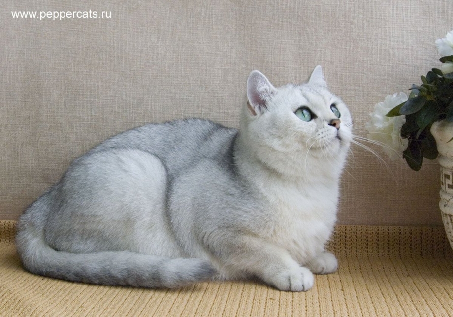 Британская серебристая шиншилла