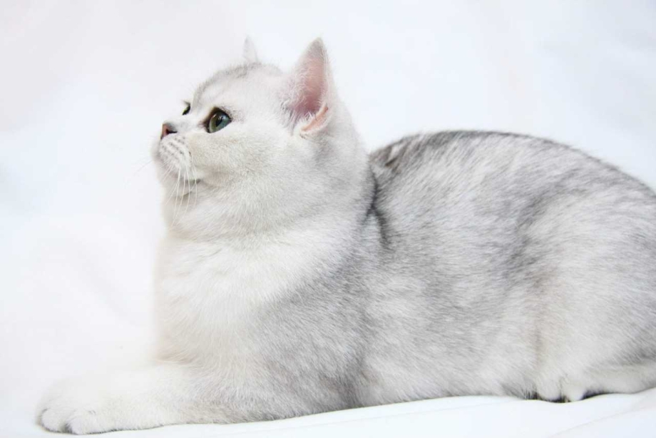 Шотландская серебристая шиншилла