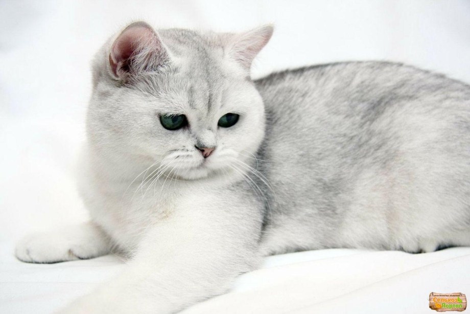 Британская короткошёрстная кошка шиншилла серебристая
