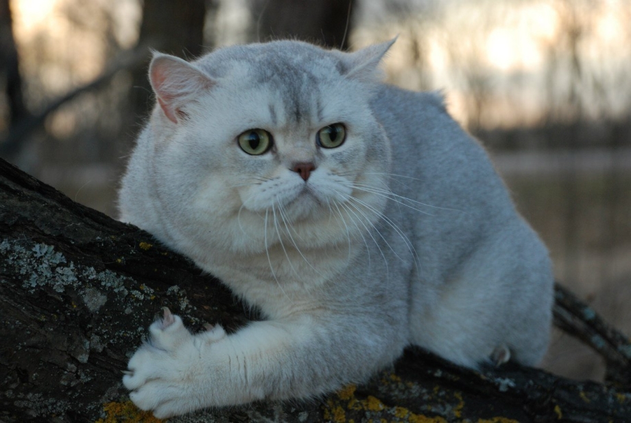 Шотландская голубая шиншилла