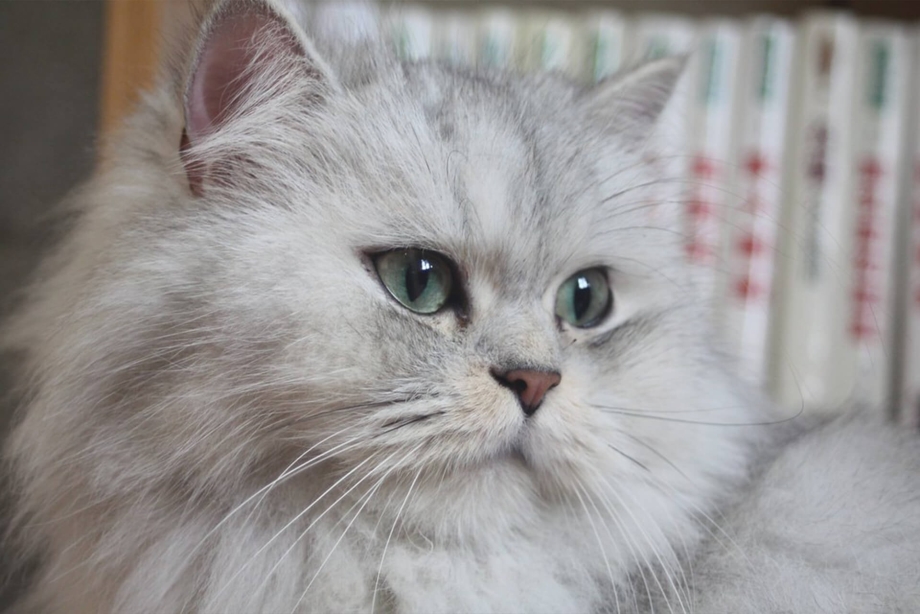 Сибирская шиншилла кошка