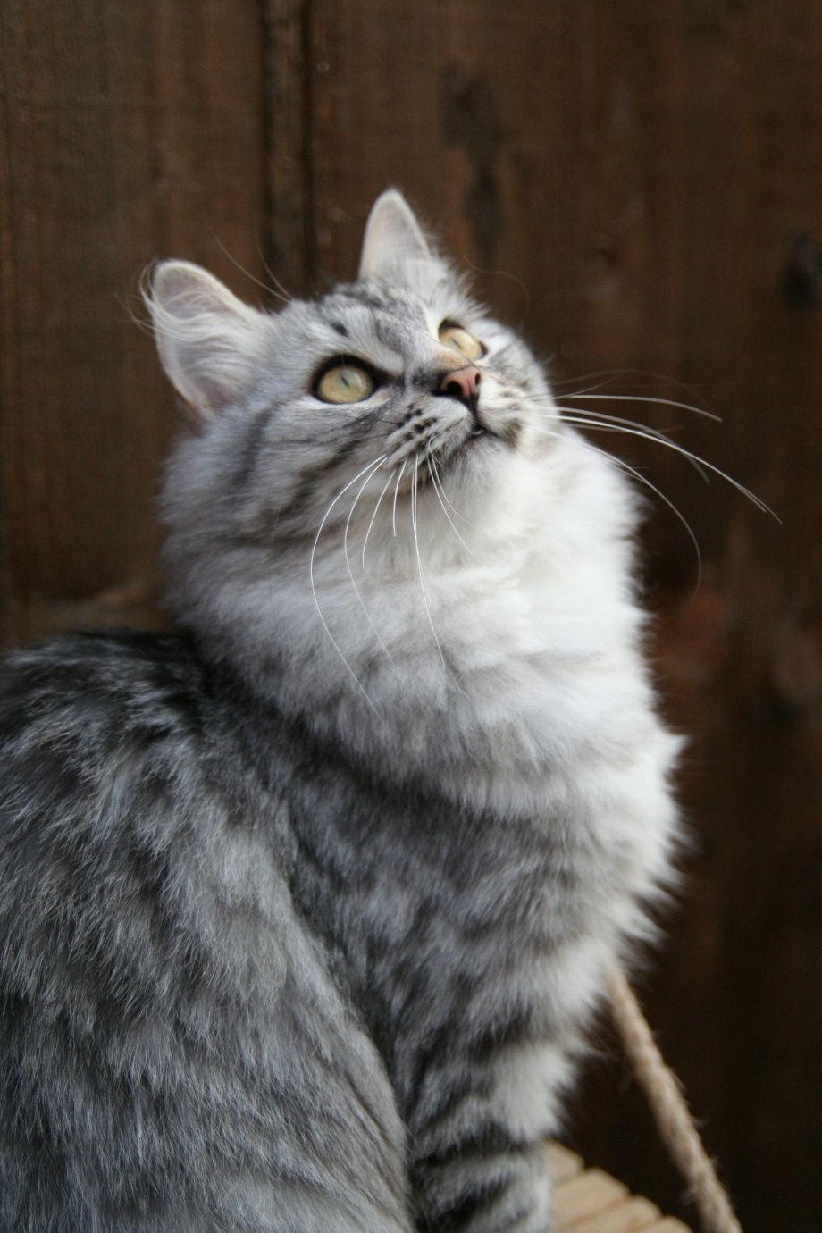 Сибирская кошка табби