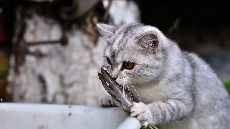 Сибирский серебристый кот